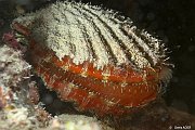 Mollusques - Molluscs